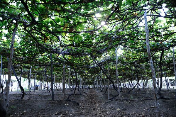 Tham quan những vườn nho bạt ngàn Tham quan những vườn nho bạt ngàn